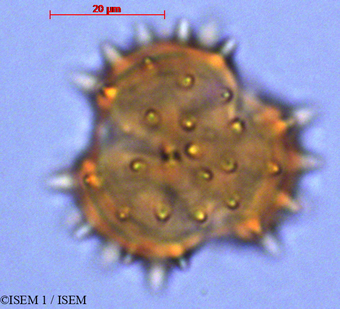 ISEM 1/Gynoxys_buxifolia_29039/Gynoxys_buxifolia_29039_0001(copy).jpg